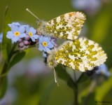 Orange Tips 090510_2